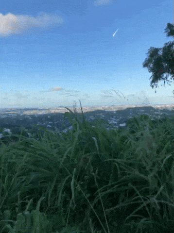 游客在大白天拍到了