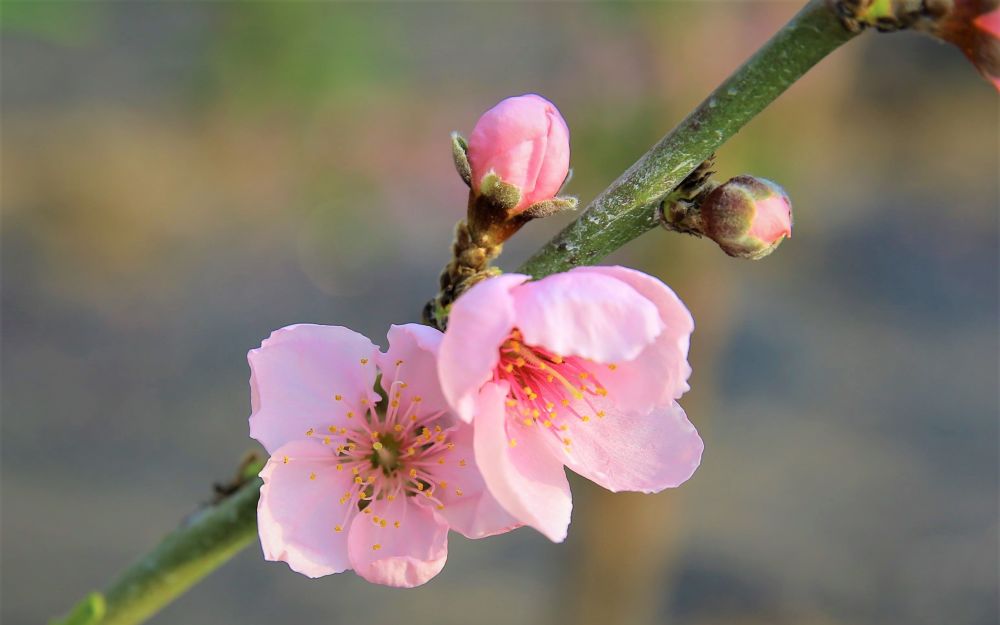 隆冬时节 平谷大棚桃树已开花