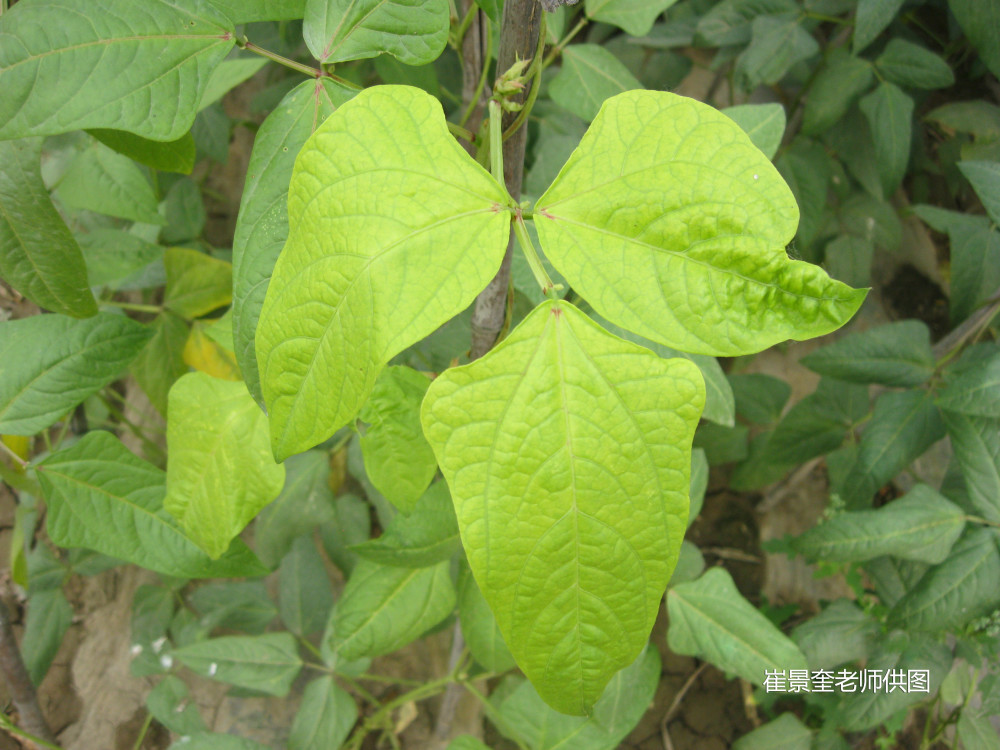 豇豆缺素症状大汇总!看一下缺乏各种元素会有哪些表现