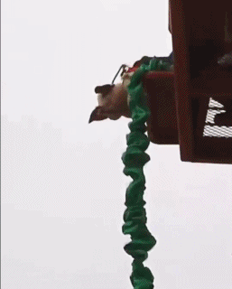 景区开业现场让200斤猪蹦极,生而为猪有什么错