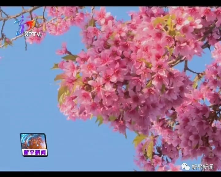 樱花,新平,磨盘山
