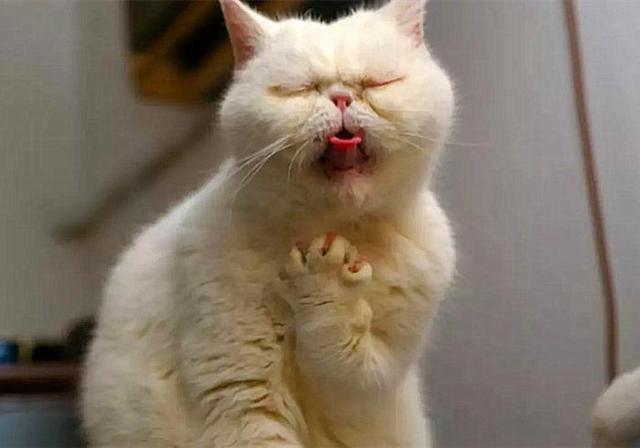 猫咪为何频频咳嗽?认清其中细节,才能区分猫哮喘与猫鼻支
