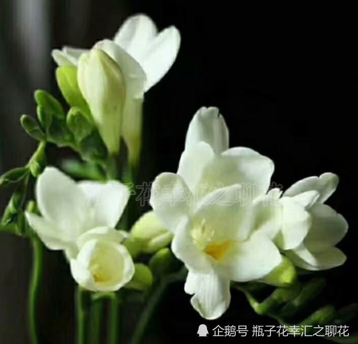 香雪兰,香雪兰花语,白色香雪兰,黄色香雪兰,鲜花绿植