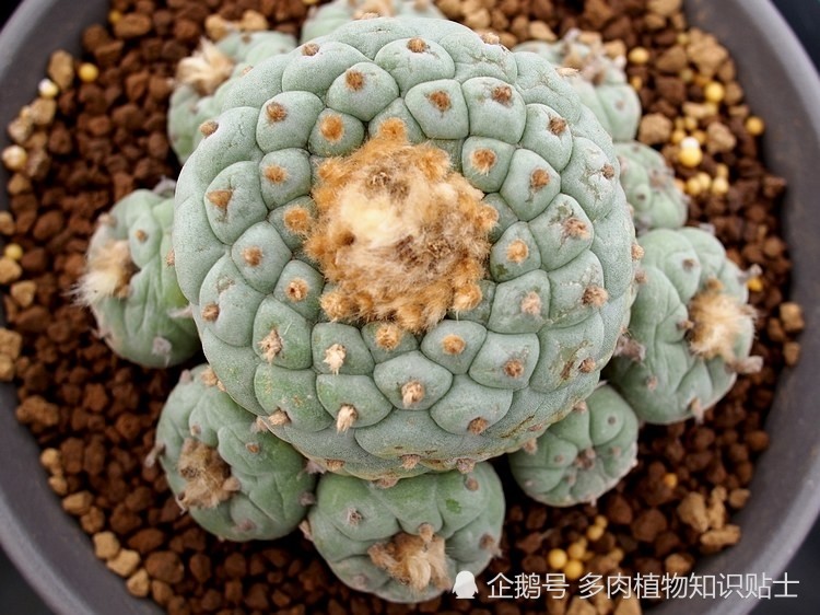 大棚里的仙人球,状态比阳台好很多