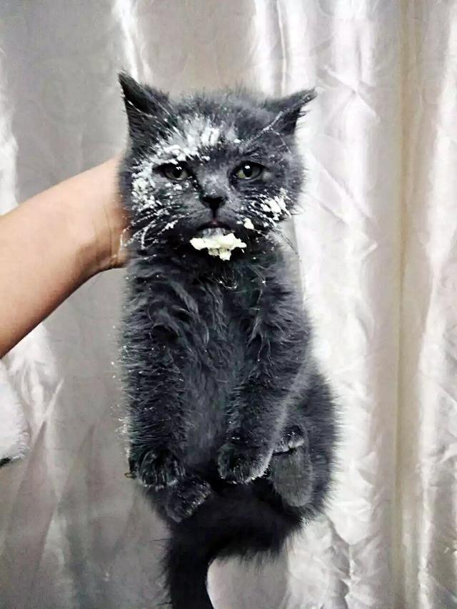 那么,为什么只要主人抓住猫咪的脖颈肉,猫咪就一动不动了呢?