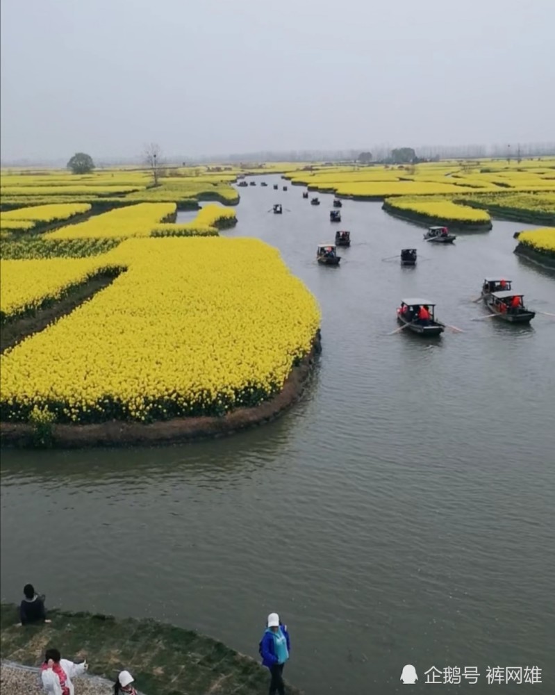 兴化油菜花田,旅游,风景区