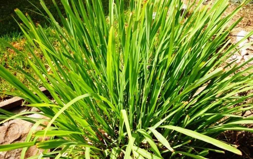 柠檬草,盆栽,香茅,植物,叶子