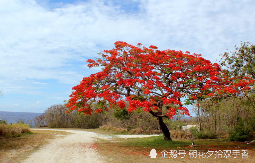 南方才有的树木,花叶皮都很漂亮,能见到是福分