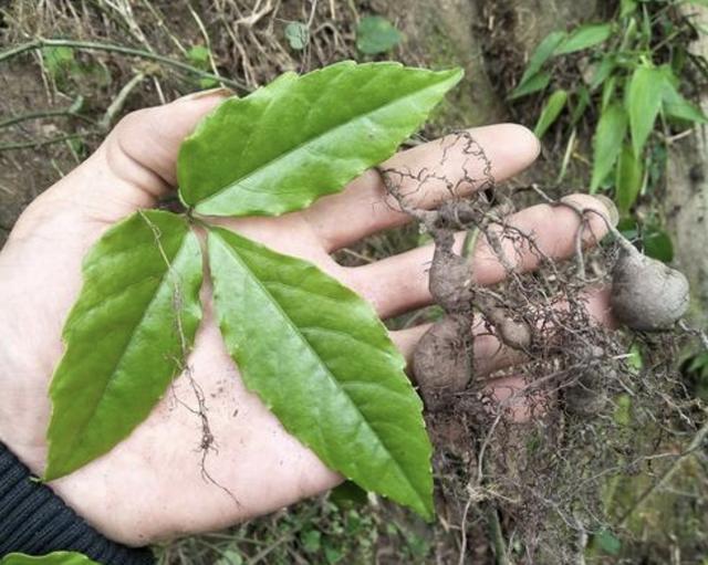 "此种草"生长在山坡灌丛,人称"三叶青",采挖,晾干变值钱!