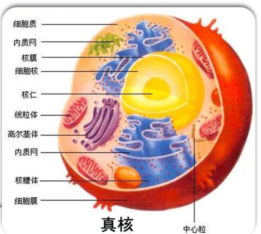 真核生物模式图(细胞核有核膜包裹),根据现有理论起源于原核生物图源