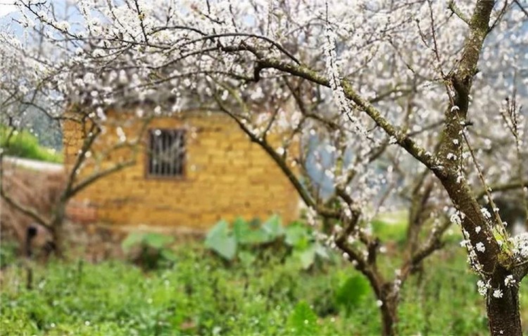 李花,桂峰村,吕田,从化,莲麻村