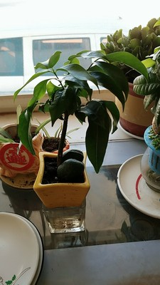 这花真招财,枝干上长了个"元宝疙瘩",旺家又旺财