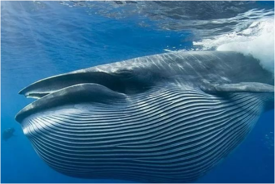 蓝鲸,海洋霸主,海洋生物,海豚