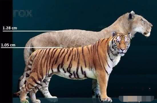 "史上最大的猫科动物"美洲拟狮是如何灭绝的?