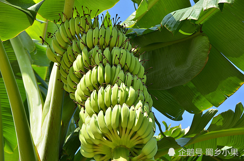 适宜香蕉生长的五大环境条件!种不出香蕉的地区就缺乏