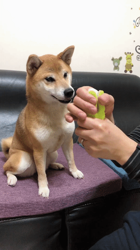 哈哈哈哈哈哈哈!话说这些狗砸也太搞笑了吧!