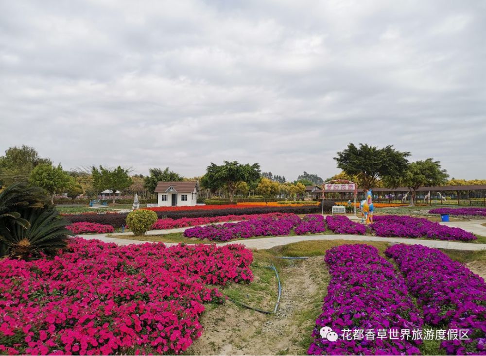 花都香草世界 民俗游园过大年 200游乐金 佤族表演2大