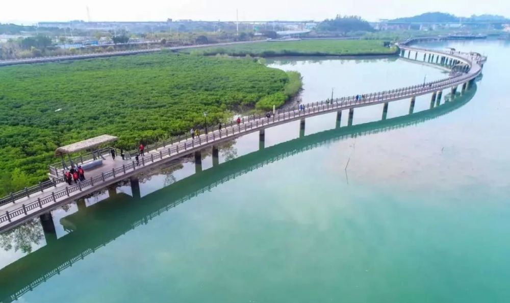 春节期间,到"海上公园"游木栈道,赏红树林