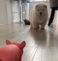 松狮是狗界大熊猫,原产地中国