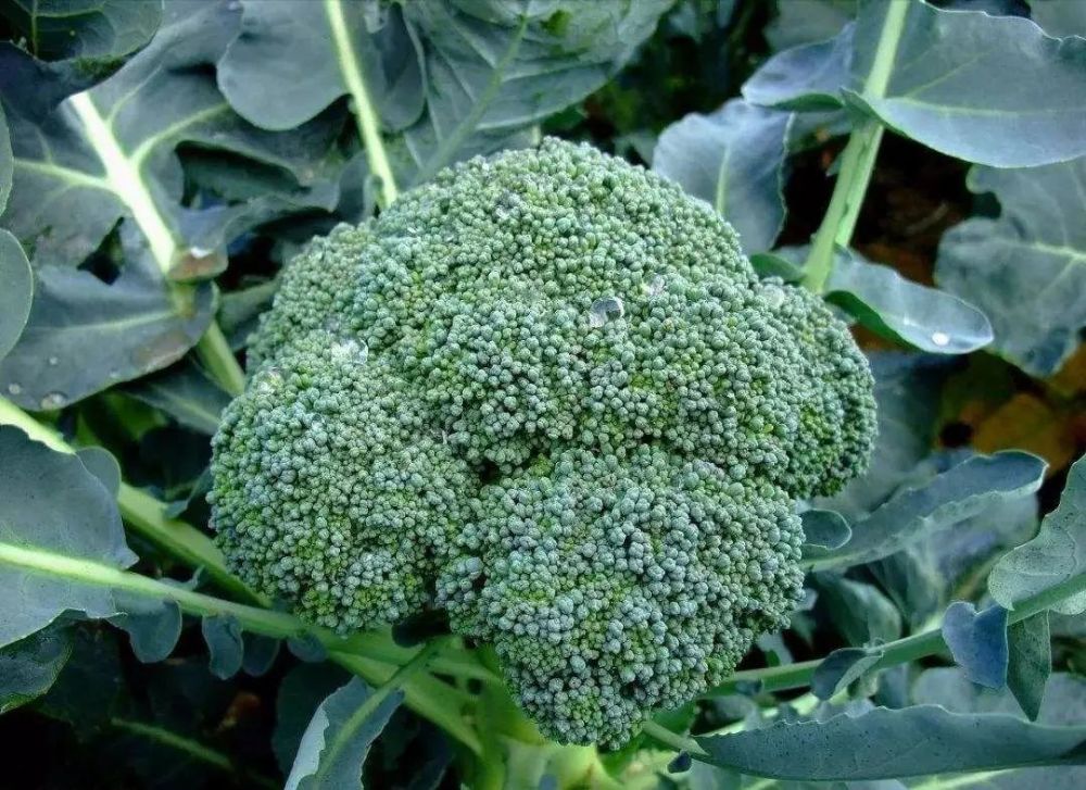 西兰花又叫做青花菜,绿花菜,是19世纪末传入我国的一种蔬菜,现在很多