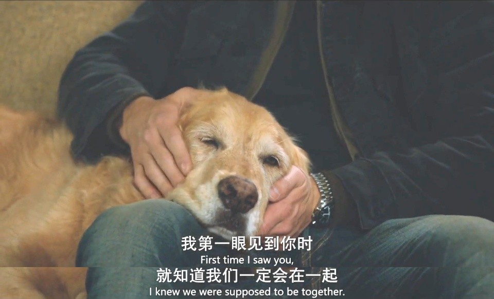 《我在雨中等你》:因为一条狗的存在,让人明白了陪伴的意义