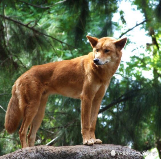 中华田园犬,澳洲野狗,犬种,野狗