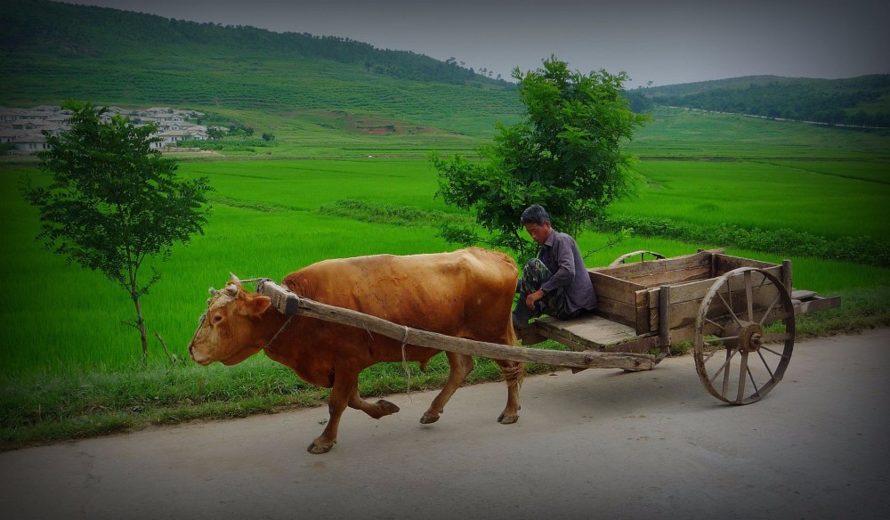 图为朝鲜农村地区,一名朝鲜老人坐在牛车上出行.