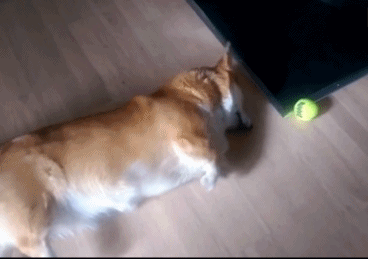 小短腿柯基,也太可爱了吧!