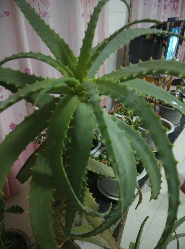 芦荟选对品种就能开花,养一盆木立芦荟,开花招好运寓意可真好