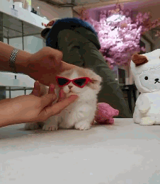 今日份吸猫,赶紧吸,别害羞