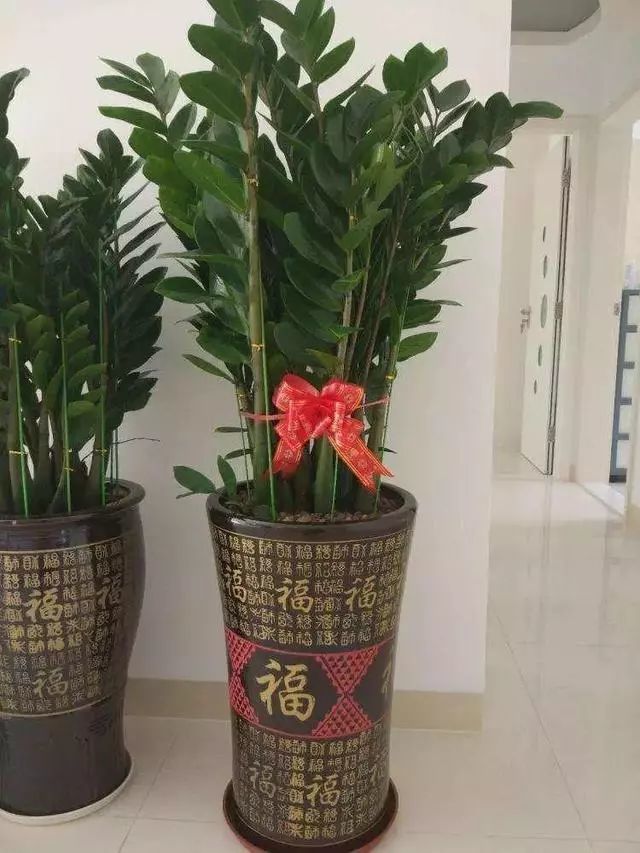 春节在家里摆一盆"招财树",财源滚滚过大年!