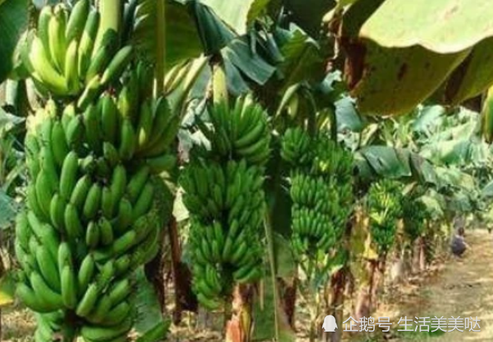 为什么收获香蕉后,要把香蕉树给砍了呢?看完"涨姿势"