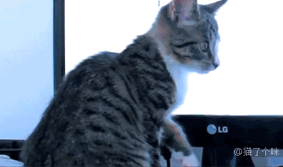 猫咪可能是唯一一个,玩着玩着可以踢傻自己的动物!