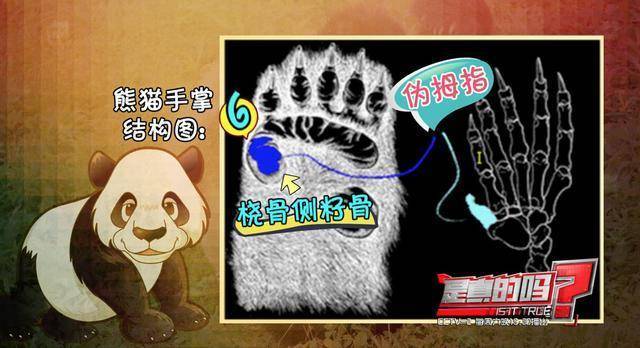 大熊猫,小熊猫,手指,结构