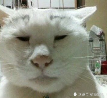 萌猫都见过,大过年的给你们来点劲,丑萌猫咪大放送,慢慢享用