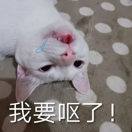 搞笑都是猫咪表情包,不行!我受不了这委屈!