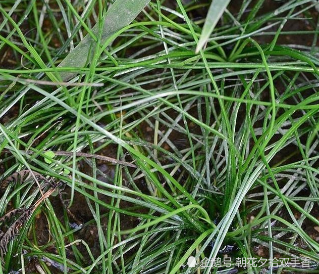 这野草像极了韭菜,堪称植物界中的大熊猫,有幸见到请珍惜