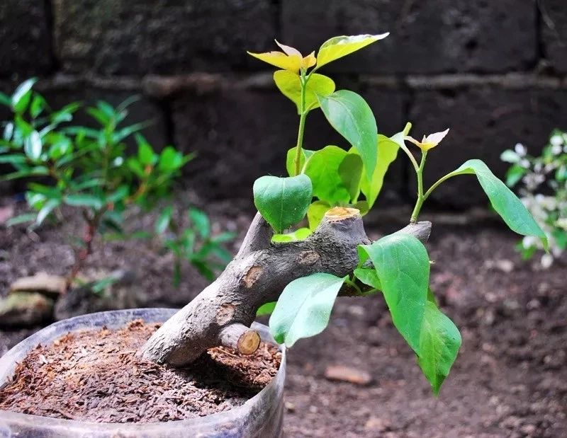 植物扦插繁殖的时候学会这几招,很容易生根发芽,你学会了哪种?