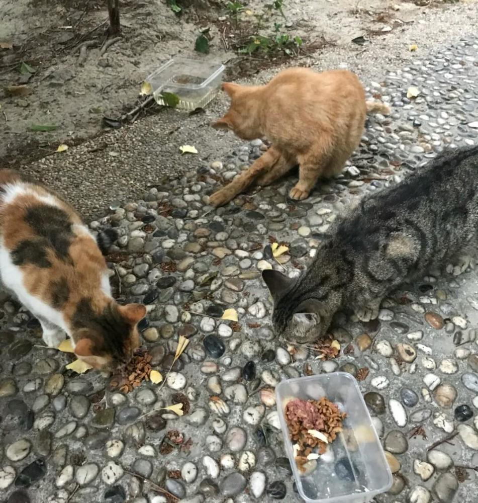 铲屎官,猫咪,流浪猫,小动物,小猫