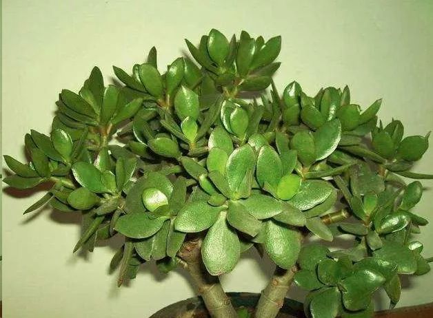 玉树,打顶
