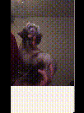 搞笑gif:蚊子:大姐,放了我吧,我真的吃饱了!