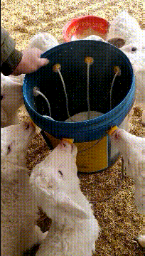 搞笑gif:羊:我太难了,喝个奶都是假奶