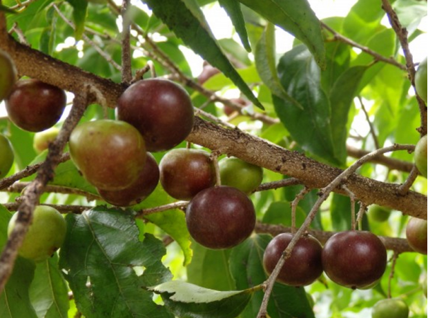 荒野维生野菜系列——刺篱木