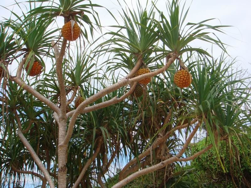 滴血莲花,露兜树,野菠萝,种植,饰品