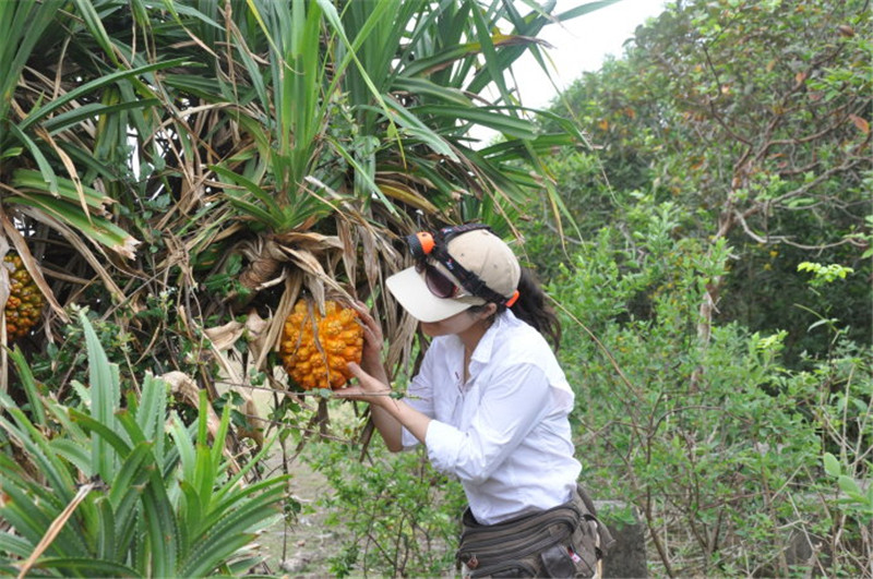 滴血莲花,露兜树,野菠萝,种植,饰品