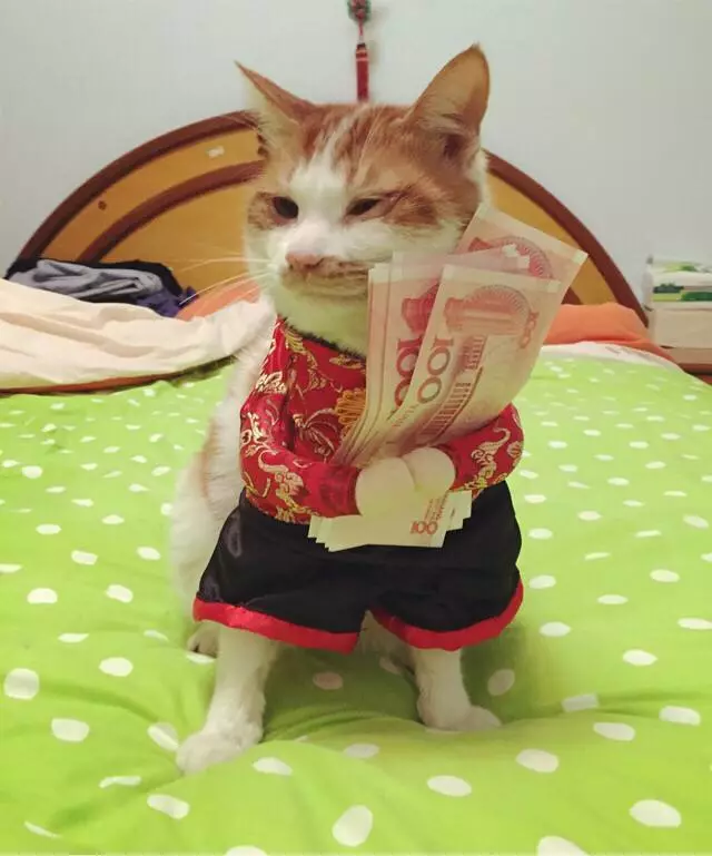 可爱搞笑萌宠,养宠知识趣闻,猫主子喵星人,铲屎官养猫,猫咪过年压岁钱