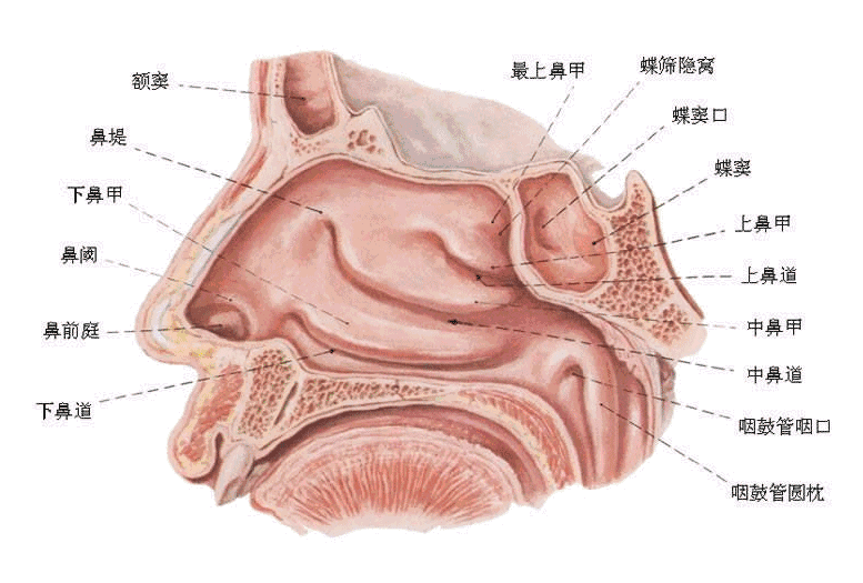 小磨香油滴在鼻孔可以阻断一切流感和瘟疫传染真相并非如此