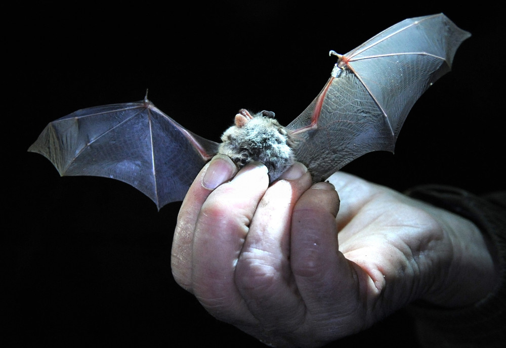 2011年,中国科学院武汉病毒研究所的科研人员在云南的一个蝙蝠洞里