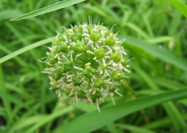 荒野维生野菜系列——宽叶韭