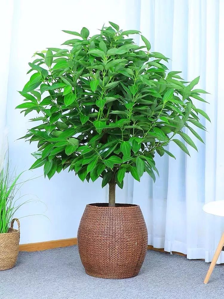 植物摆放有讲究,你家的发财树,金钱树,平安树·你放对了吗?